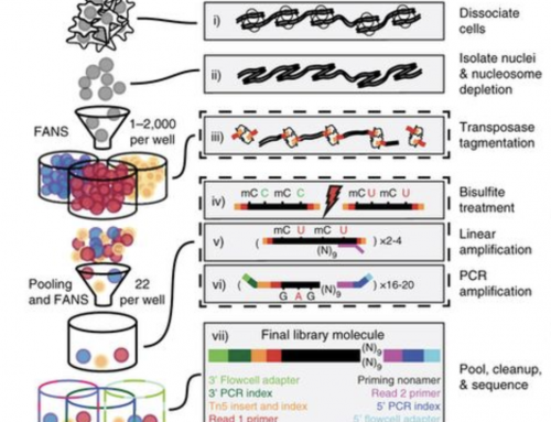 Single-cell indexing for methylation analysis (sci-MET)