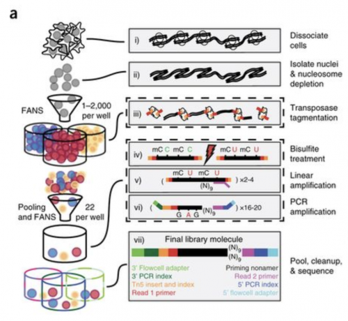 Single-cell indexing for methylation analysis (sci-MET)