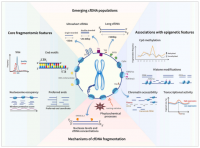 cfDNA fragmentomics reviewed